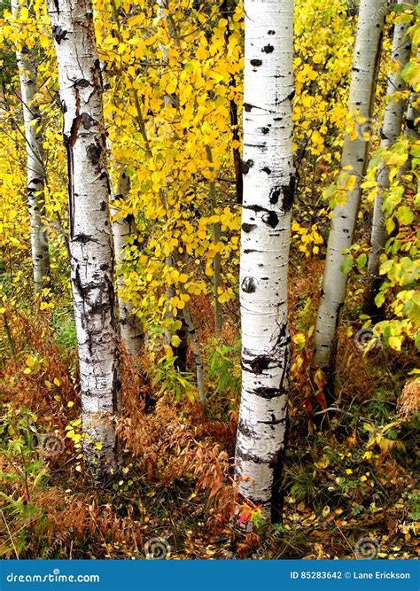 Fall Birch Trees with Autumn Leaves in Background Stock Photo - Image of colorful, flora: 85283642