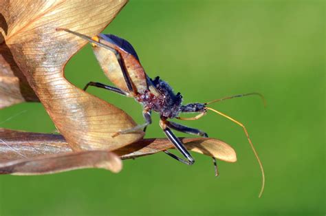 Common Assassin Bug (Australia) | With the temperature risin… | Flickr