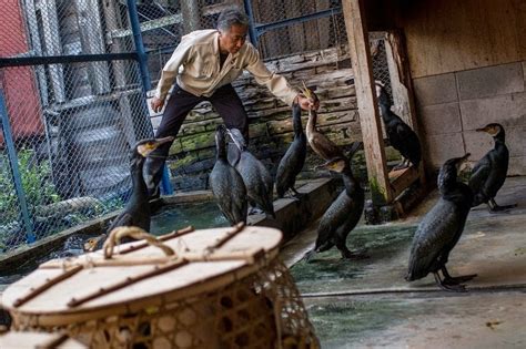 Ukai - The Japanese Art of Cormorant Fishing | Amusing Planet