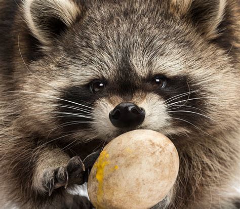 Best Raccoon Eating Stock Photos, Pictures & Royalty-Free Images - iStock