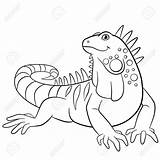 Free Printable Iguana Coloring Pages  JoshilSantiago sketch template