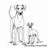 Greyhound Coloring Pages  Free & Printable sketch template