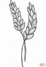 Wheat Coloring Page  Free Printable Coloring Pages sketch template