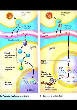 Hormones Pathways and Responses - AP Biology Review