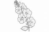 Hollyhock Adults Coloring Page Graphic By Forhadx5 · Creative Fabrica sketch template