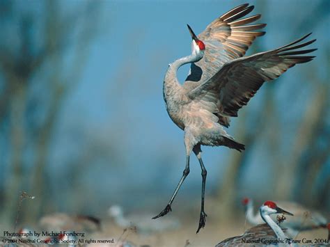 Whooping Crane Wallpapers - Wallpaper Cave