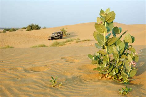 Do you know the epic story about the formation of Thar Desert? | Times of India Travel