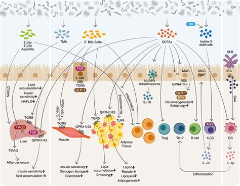 The Role of the Immune System in Metabolic Health and Disease: Cell Metabolism