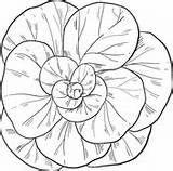 Lettuce coloring Pages  Free Coloring sketch template
