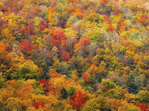 Temperate Deciduous Forest Plants