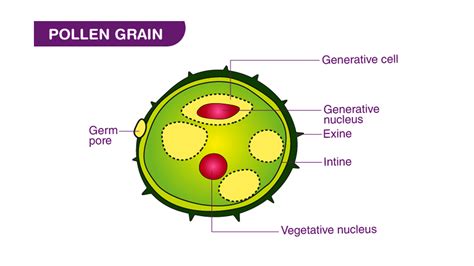 What is the function of pollen grains?