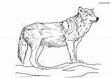 Coloring Pages Wolf  Coloring Print sketch template