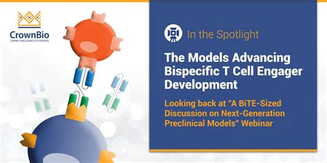 Preclinical Models for Bispecific T Cell Engager Development