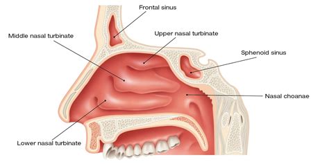 The nasal cavities - Fitonasal 2Act