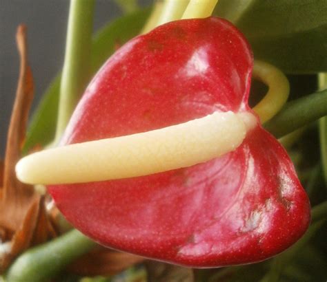 Plants are the Strangest People: Anthurium no. 0300 "Monica Beverly Hillz"