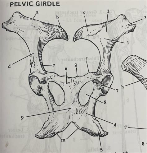 Equine Pelvic Girdle Diagram | Quizlet