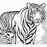 Real tiger coloring page Lulu Pages sketch template