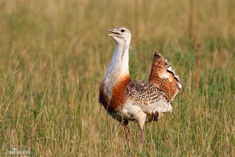 Great Bustard Photos, Great Bustard Images, Nature Wildlife Pictures | NaturePhoto