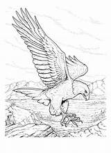 Coloriage Aigle A Imprimer  Idées De coloriage sketch template