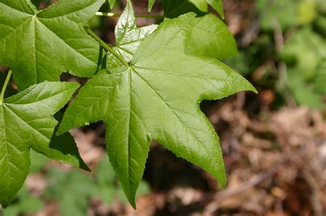 Sweetgum – Positive Characteristics | Walter Reeves: The Georgia Gardener