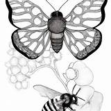 Butterfly and Bee Coloring Page · Creative Fabrica sketch template