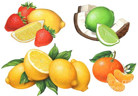 Citrus Illustrations #2 Painting by Douglas Schneider - Fine Art America