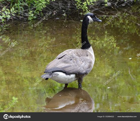 Black Swan Lake — Stock Photo © Wirestock #552884022