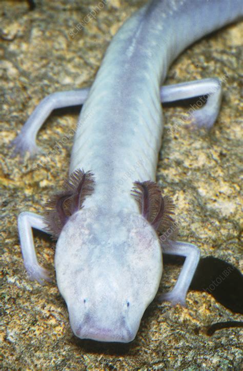 Texas Blind Cave Salamander - Stock Image - Z700/0749 - Science Photo Library