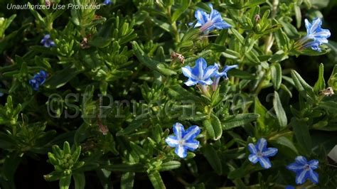 PlantFiles Pictures: Lithodora 'White Star' (Lithodora diffusa), 1 by DaylilySLP