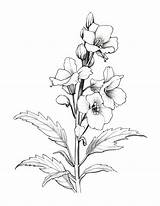Free Printable Graceful Garden  Larkspur Coloring Page For Kids And Adults sketch template