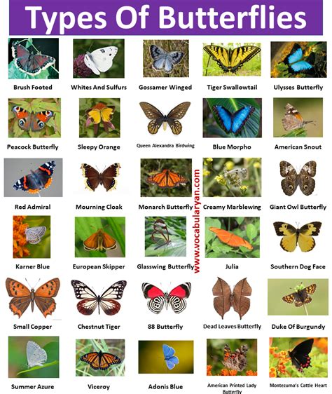 30+Types of Butterflies with Names and Pictures – VocabularyAN