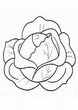Cabbage coloring Page For Kids – Artofit sketch template