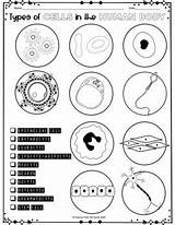 Cell Coloring Worksheet Types Of Cells In The Human Body sketch template