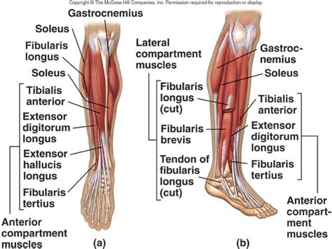 Forearm Muscle Anatomy, Leg Muscles Anatomy, Ankle Anatomy, Muscular ...