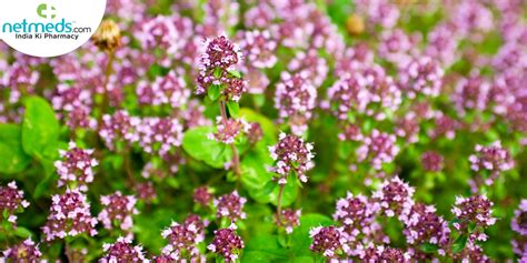 Marjoram: Health Benefits, Uses, Recipe And Side Effects Of This Aromatic Herb