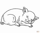 Cute Pig Coloring Pages Sketch Page sketch template