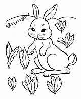 Rabbit Coloring Free Printable Pages For Kids sketch template
