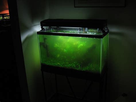 Freshwater Algae Eater Fish That Can Clean Your Tank - PetHelpful