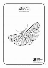 Moth Coloring Atlas Pages Luna Realistic Beetle Drawing Printable  sketch template