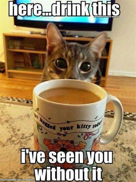 Cheezburger Image 9126106624 #CatFood | Funny animal memes, Funny cat compilation, Funny cats