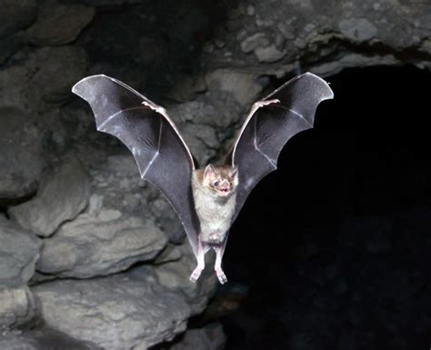 Vampire bats have a 'gut reaction' to ... | Animales y mascotas, Animales, Animales fantasticos