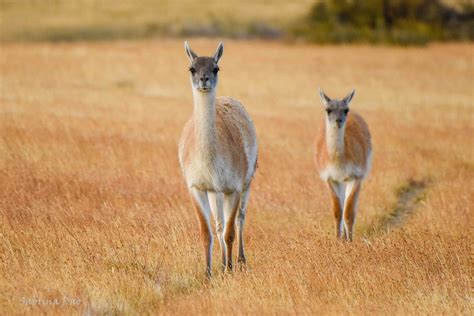 Guanaco Mom and her baby