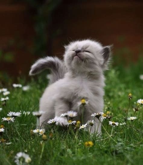 Daisies | Cute animals, Funny animals, Kittens cutest