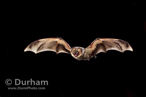 Michael Durham Photography - www.DurmPhoto.com: Hoary Bat (Lasiurus ...