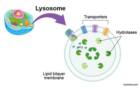 Lysosome - the cell’s recycling center - definition, structure, function, and biology | Biology ...