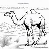 Camel In Desert Coloring Pages  Free & Printable sketch template