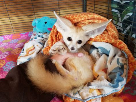 Fennec Fox For Sale | Janda Exotics Animal Ranch | United States