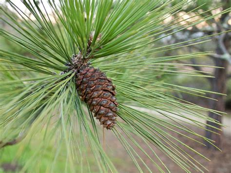 Pinus ponderosa, ponderosa pine | Trees of Stanford & Environs