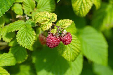 How to Care for Raspberry Plants: Tips & Tricks. - My Heart Lives Here