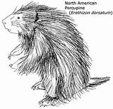Porcupine Coloring Pages Line Printable Drawing Color Kids Animal  sketch template
